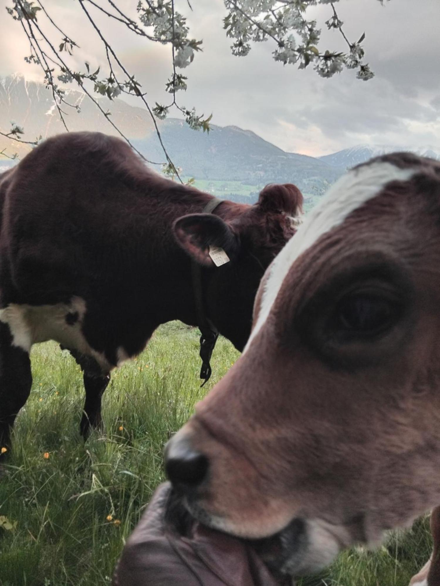 Biogasthaus Plonerhof Μπρεσανόνε Εξωτερικό φωτογραφία
